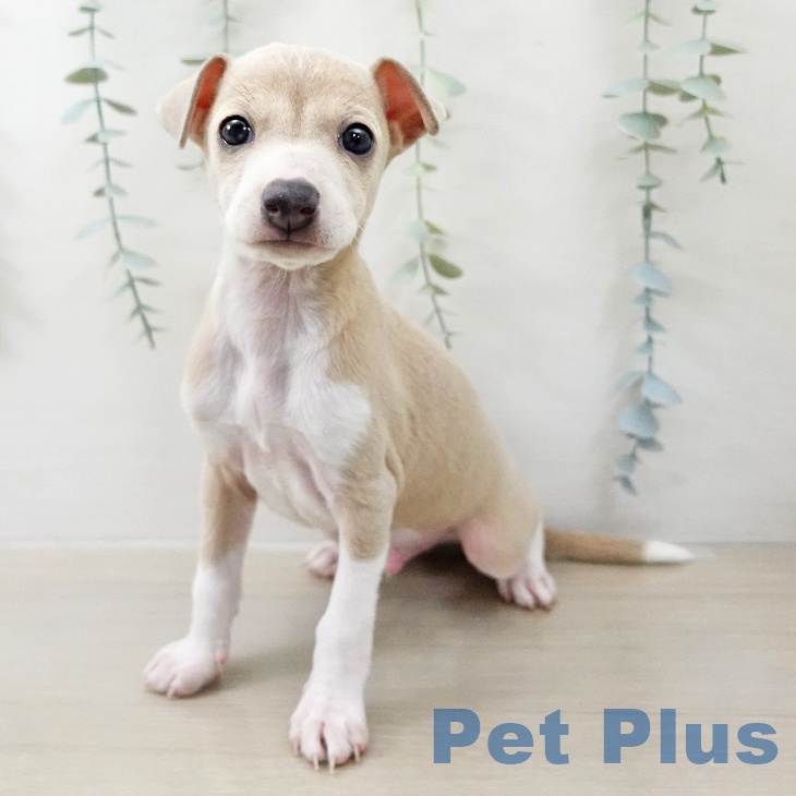 イタリアン・グレーハウンドの写真2