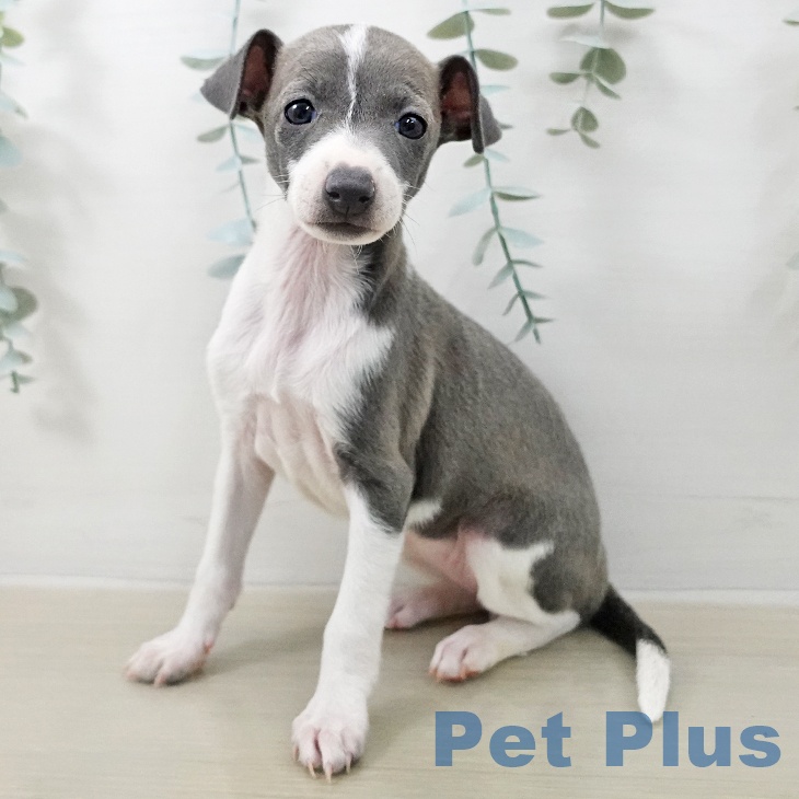 イタリアン・グレーハウンドの写真2