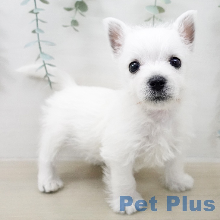 ウエスト・ハイランド・ホワイト・テリアの写真2
