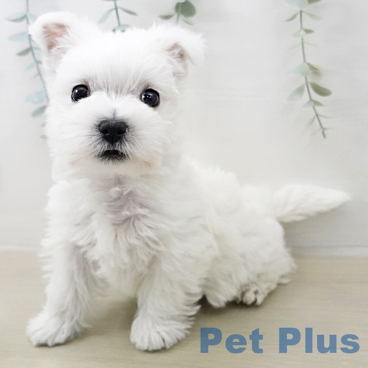 ウエスト・ハイランド・ホワイト・テリア