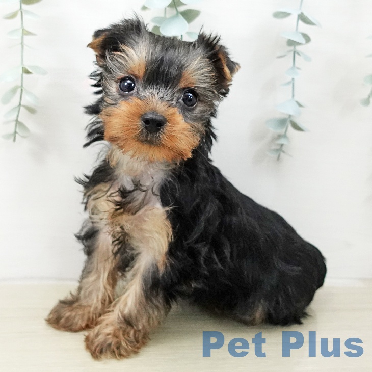 ヨークシャー・テリアの写真2