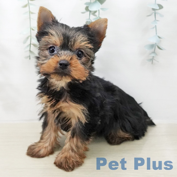 ヨークシャー・テリア