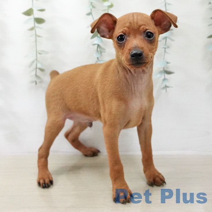 ミニチュア・ピンシャーの写真2