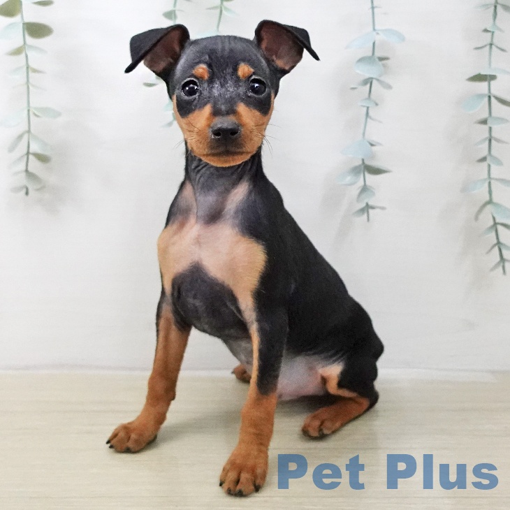 ミニチュア・ピンシャー