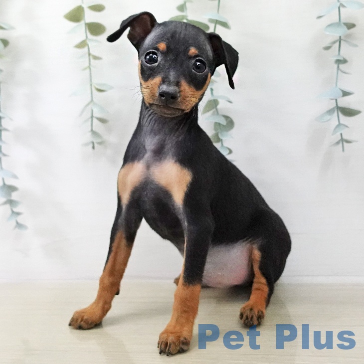 ミニチュア・ピンシャー