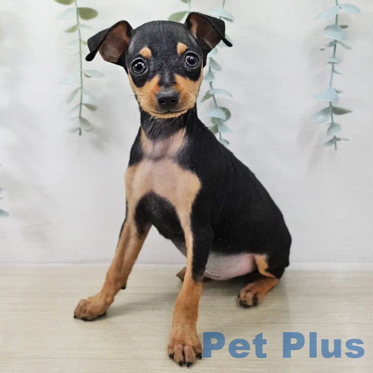 ミニチュア・ピンシャー