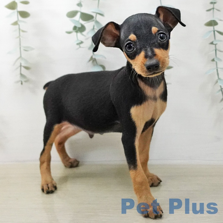 ミニチュア・ピンシャーの写真2