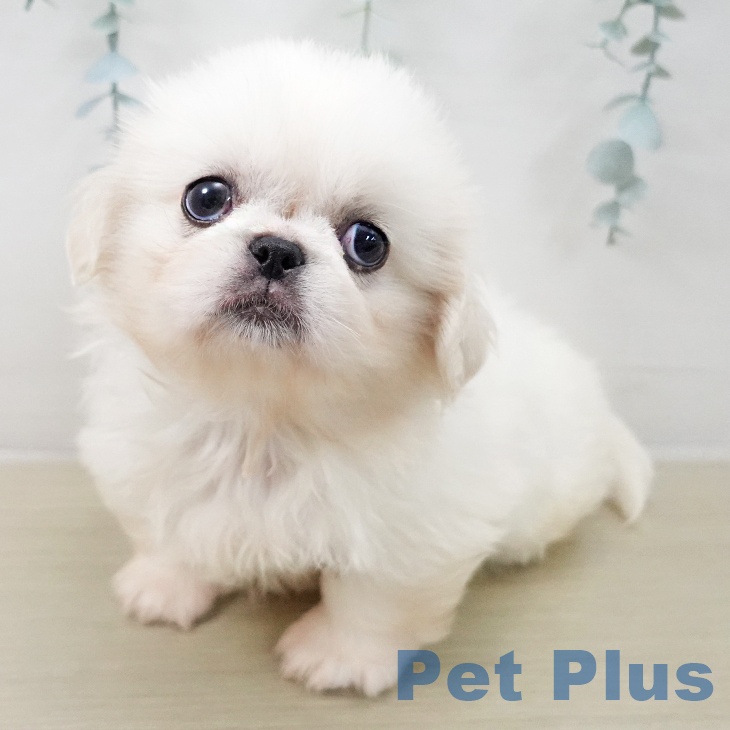 ペキニーズの写真2