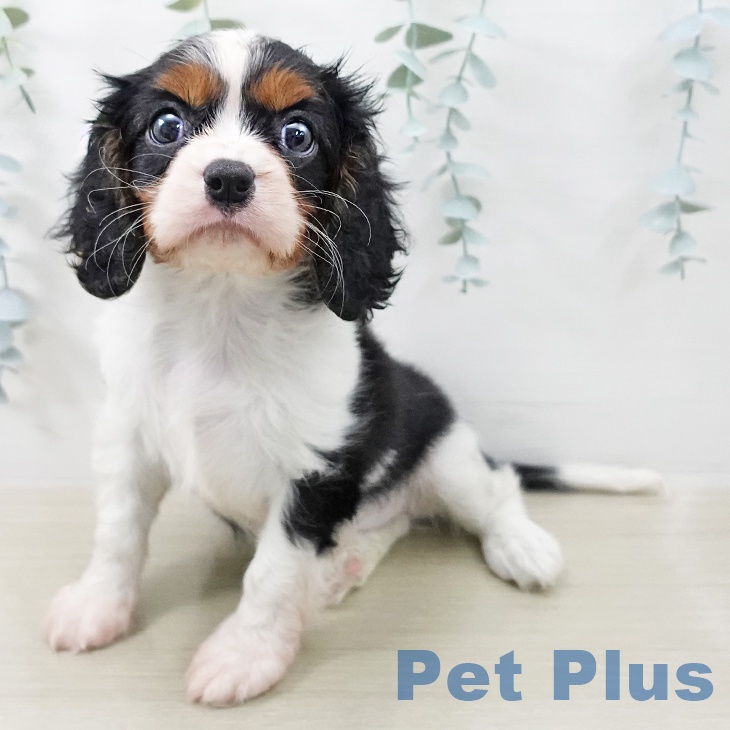 キャバリア・キングチャールズ・スパニエル