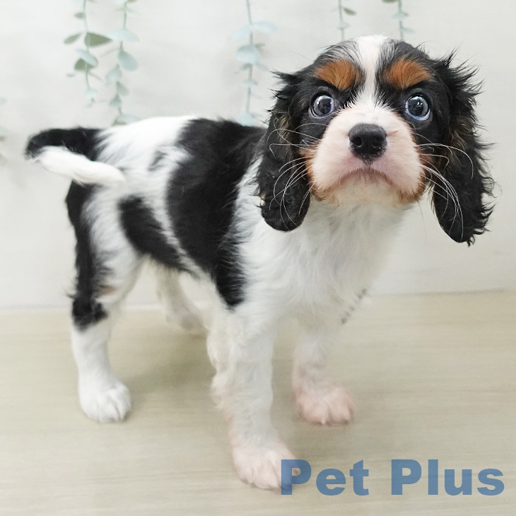 キャバリア・キングチャールズ・スパニエルの写真2