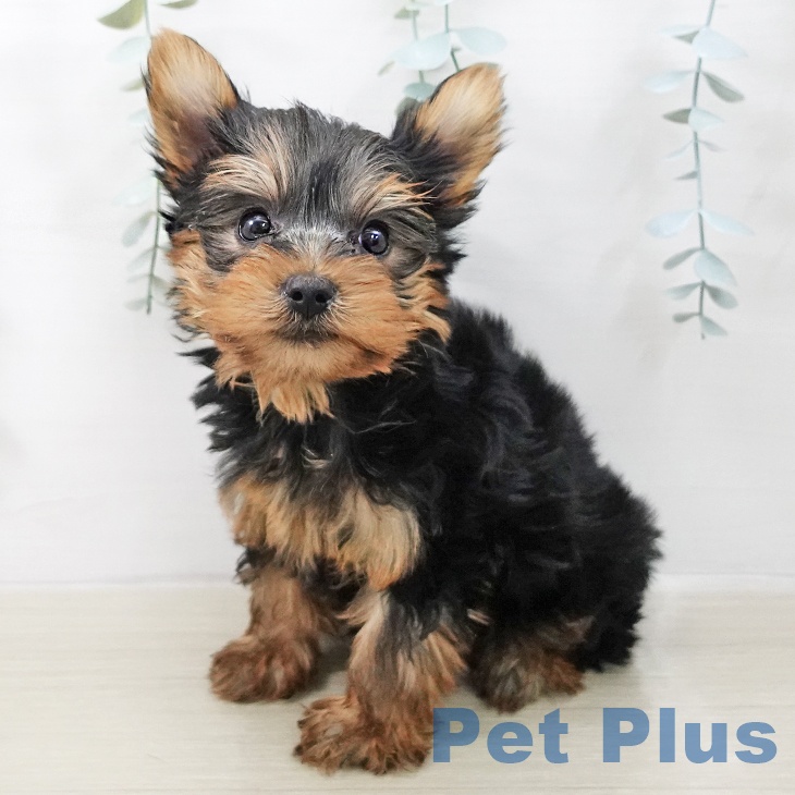 ヨークシャー・テリア