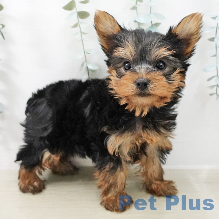 ヨークシャー・テリアの写真2