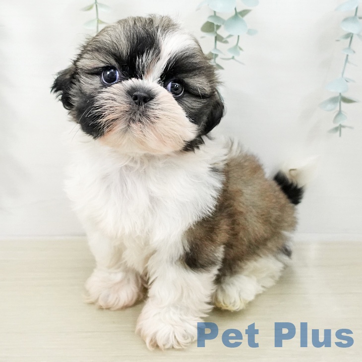 シー・ズーの写真2