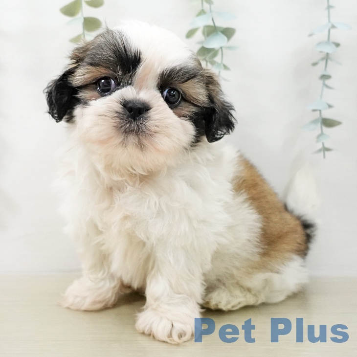 シー・ズーの写真2