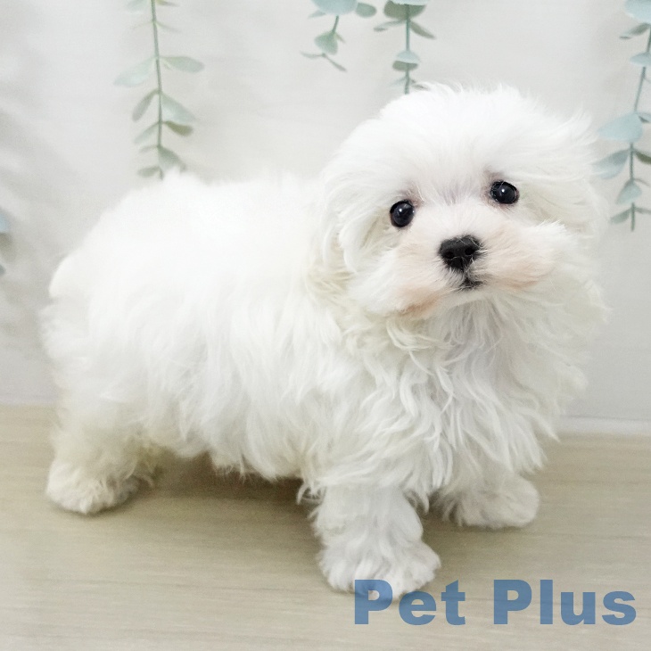 マルチーズの写真2