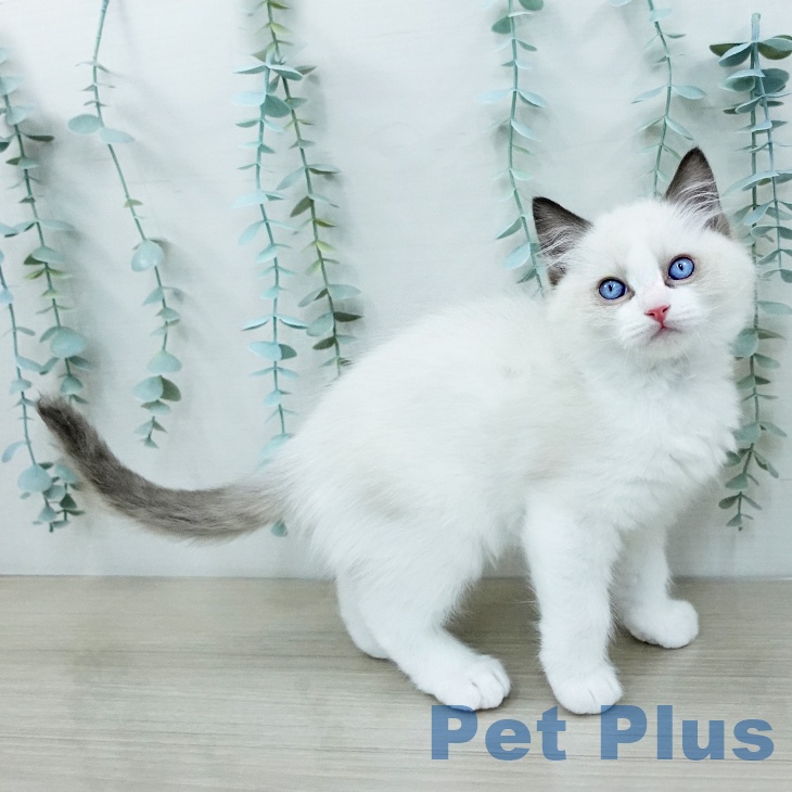 ラグドールの写真2