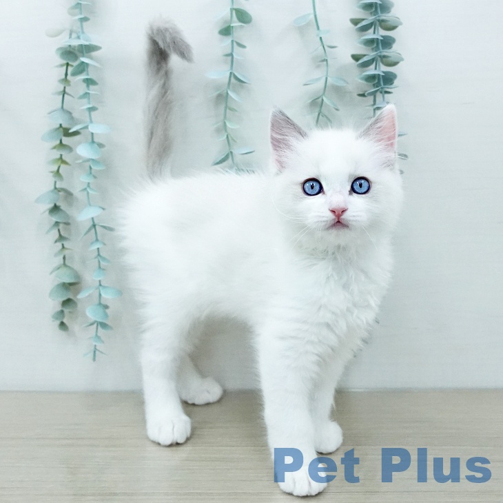 ラグドールの写真2