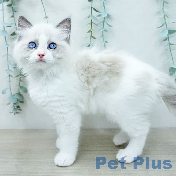 ラグドールの写真2