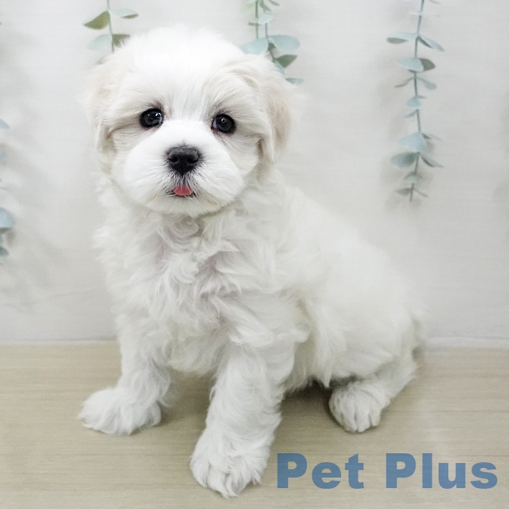 マルチーズの写真2