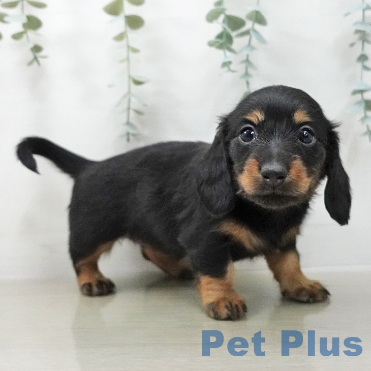 ミニチュア・ダックスフンドの写真2