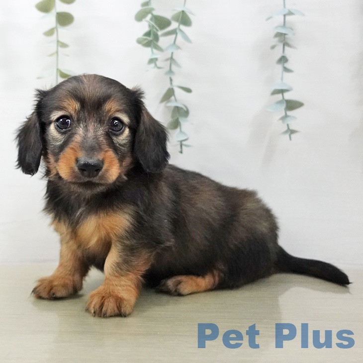 ミニチュア・ダックスフンド