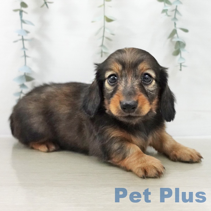 ミニチュア・ダックスフンド