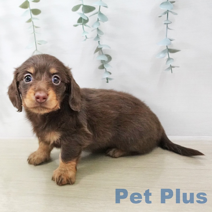 ミニチュア・ダックスフンドの写真2