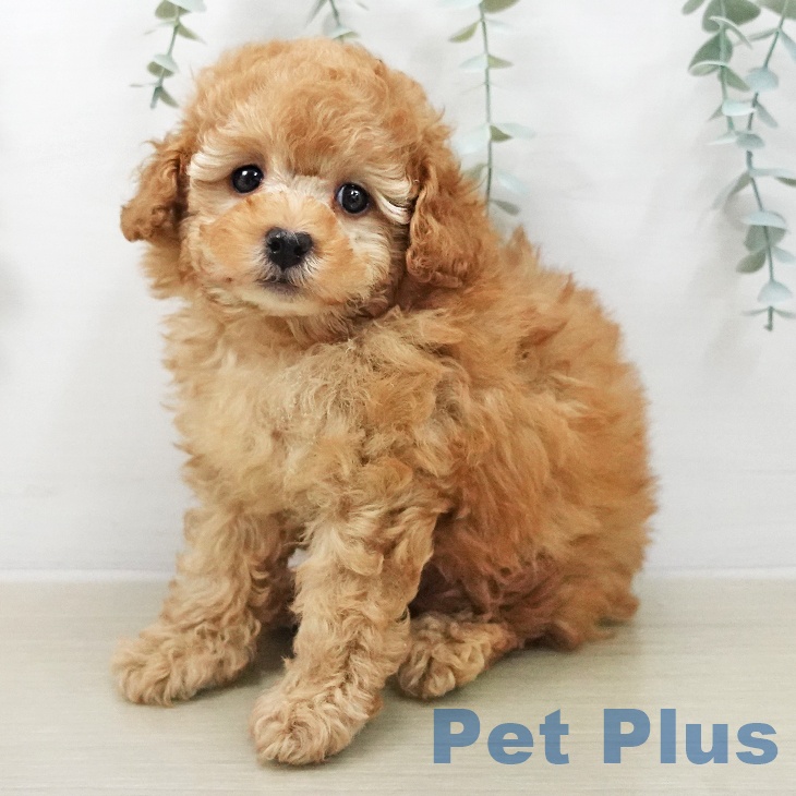 トイ・プードル