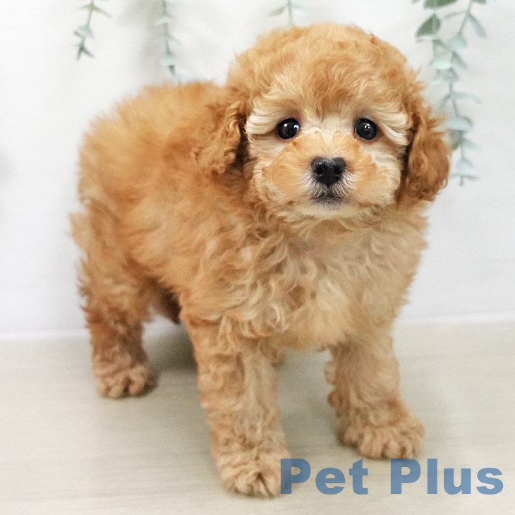 トイ・プードルの写真2