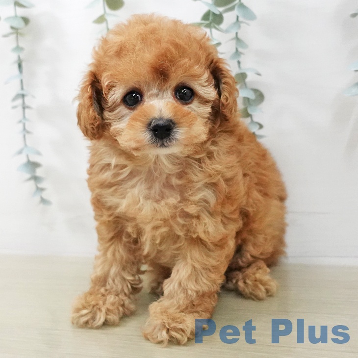 トイ・プードル