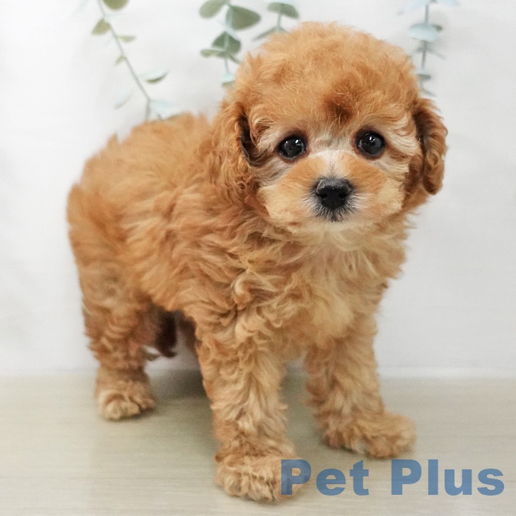 トイ・プードル