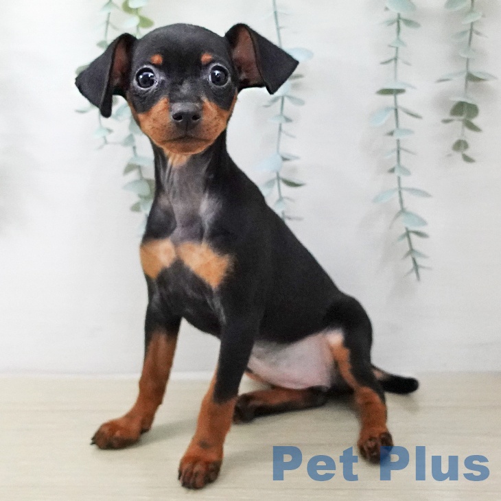 ミニチュア・ピンシャー