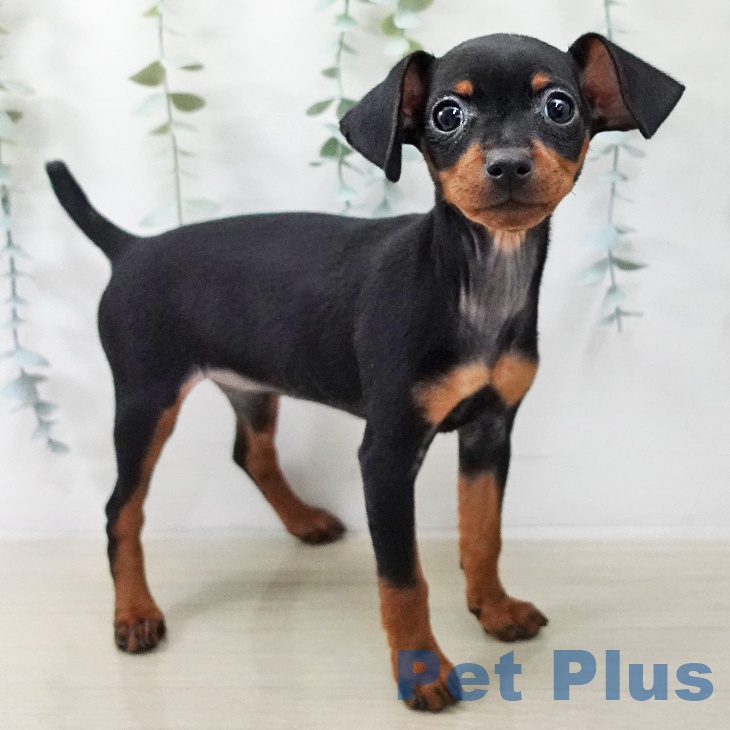 ミニチュア・ピンシャーの写真2