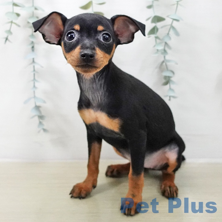 ミニチュア・ピンシャーの写真2