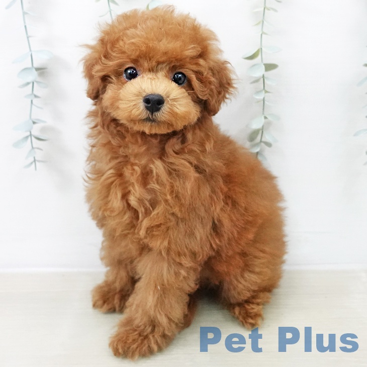 トイ・プードルの写真2