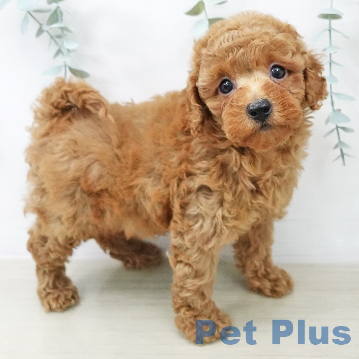 トイ・プードル