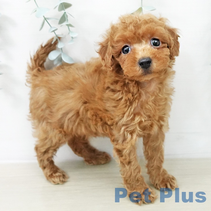 トイ・プードル