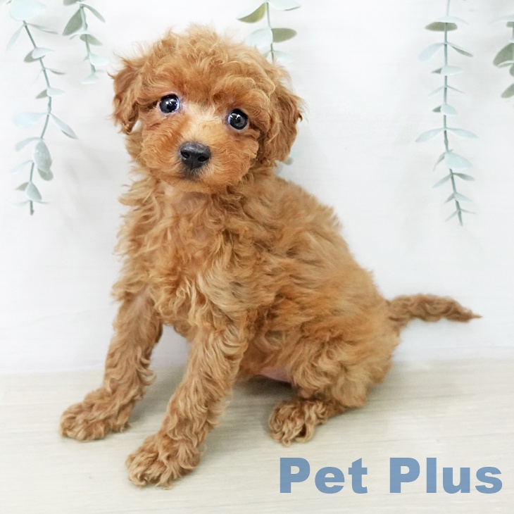 トイ・プードルの写真2