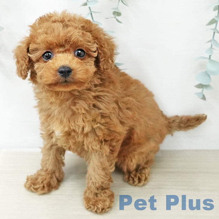 トイ・プードル