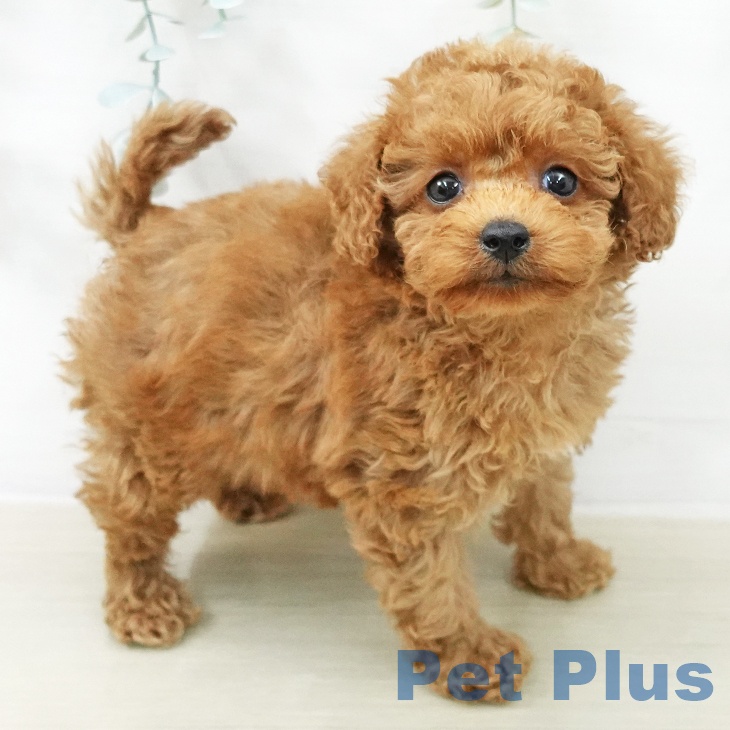 トイ・プードルの写真2