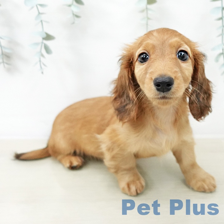 ミニチュア・ダックスフンド