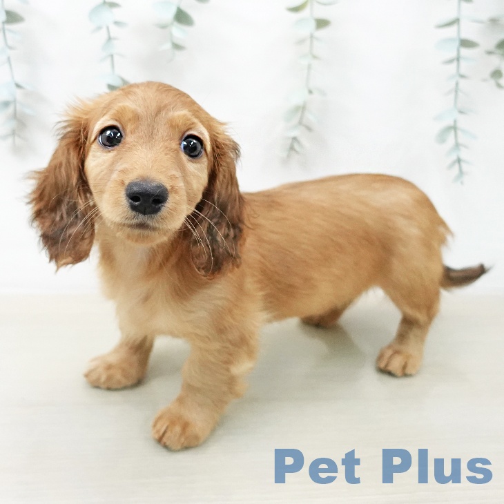 ミニチュア・ダックスフンドの写真2