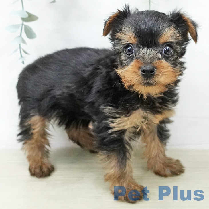 ヨークシャー・テリアの写真2