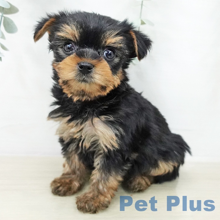 ヨークシャー・テリア