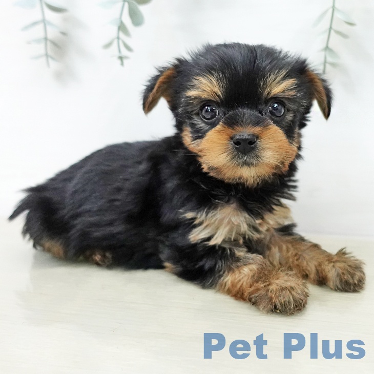 ヨークシャー・テリアの写真2