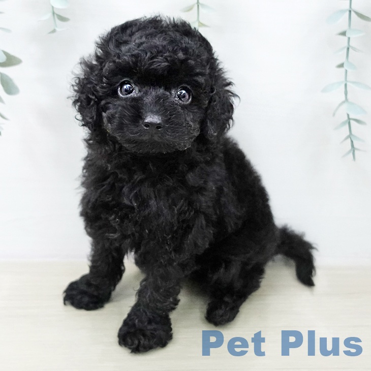 トイ・プードル