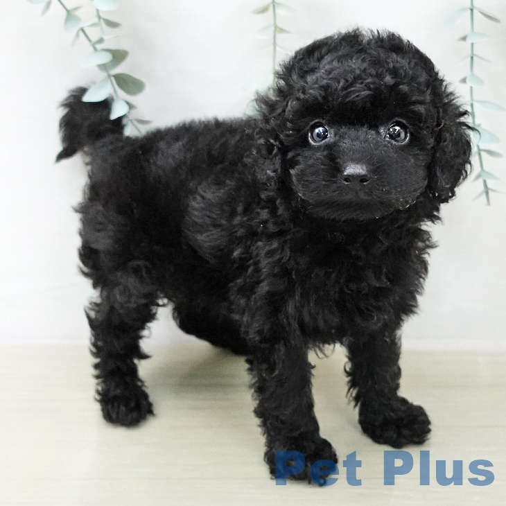 トイ・プードル