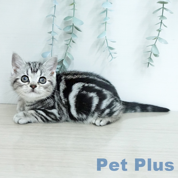 アメリカンショートヘアの写真2