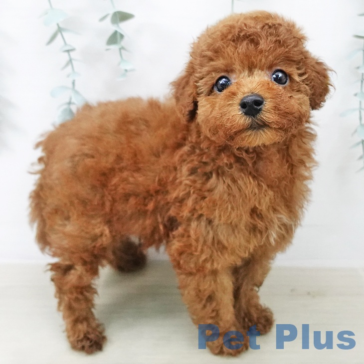 トイ・プードル