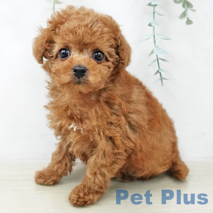 トイ・プードル